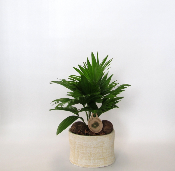 <h4>LIVISTONA ROTUNDIFOL</h4>