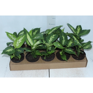DIEFFENBACHIA TROPIC MARIANA P11
