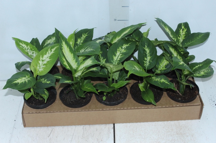 <h4>DIEFFENBACHIA TROPIC MARIANA P11</h4>