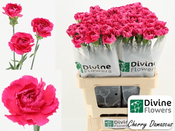 <h4>Di St Cherry Damascus Divine</h4>