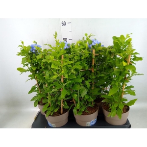 Plumbago auriculata