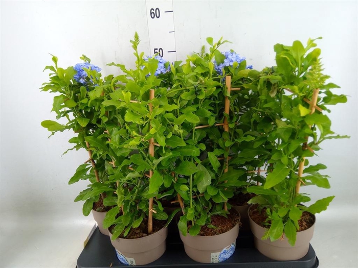 <h4>Plumbago auriculata</h4>