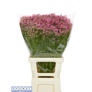 LIM SIN NAOMI DIAMOND 42 GR.