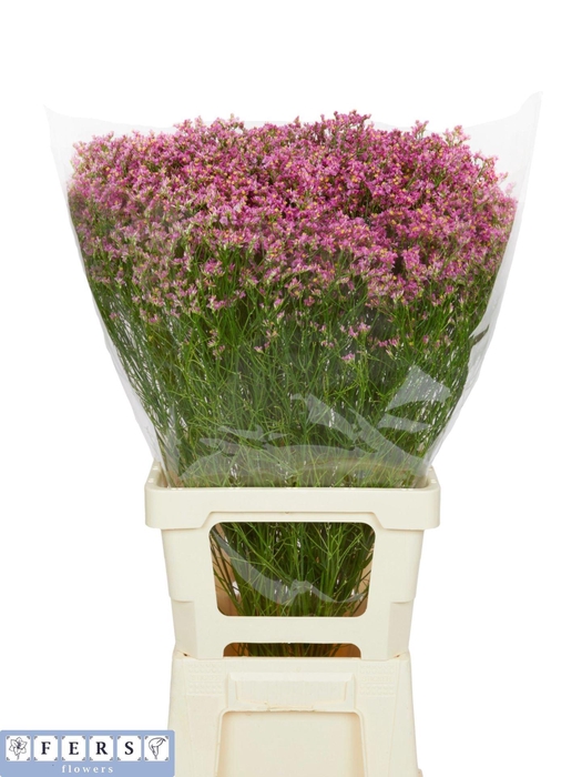 <h4>LIM SIN NAOMI DIAMOND 42 GR.</h4>