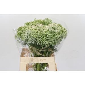 Ammi Visnaga