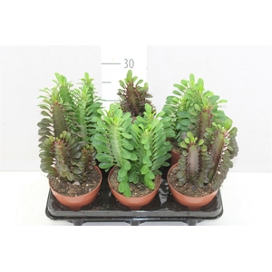 Euphorbia Trigona Mix