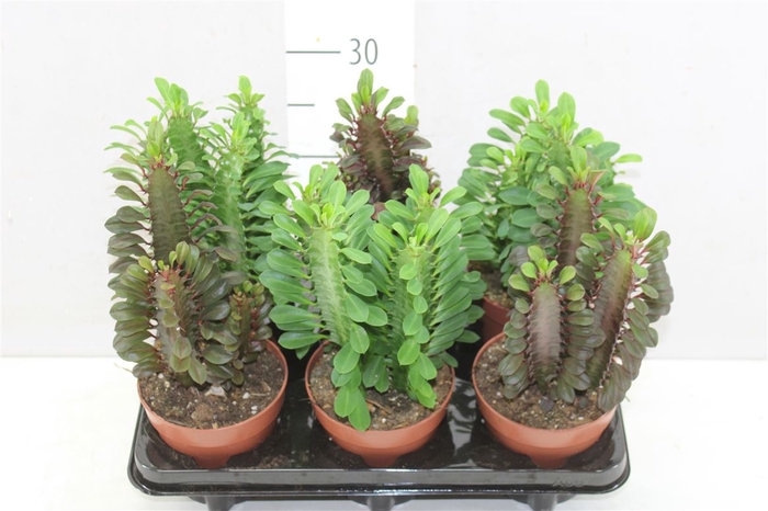 <h4>Euphorbia Trigona Mix</h4>