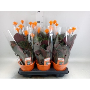 Calathea crocata 'Tassmania'