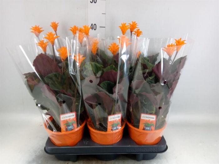 <h4>Calathea crocata 'Tassmania'</h4>