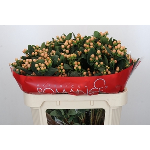 Hypericum Mellow Romance Spray