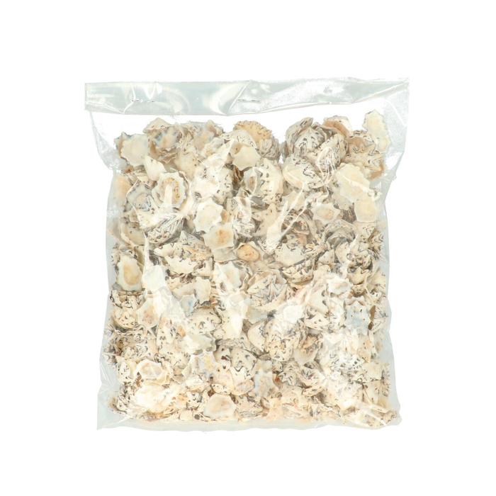 Shell Halliotes Pulcherima 500gr.