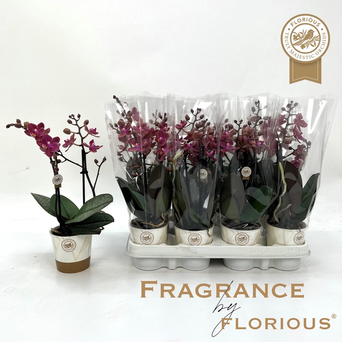 <h4>PHAL OV ROOD</h4>