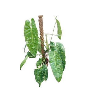 Philodendron Jose Buono