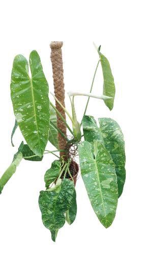 <h4>Philodendron Jose Buono</h4>