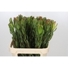 Leucadendron Laurel Yellow Spray
