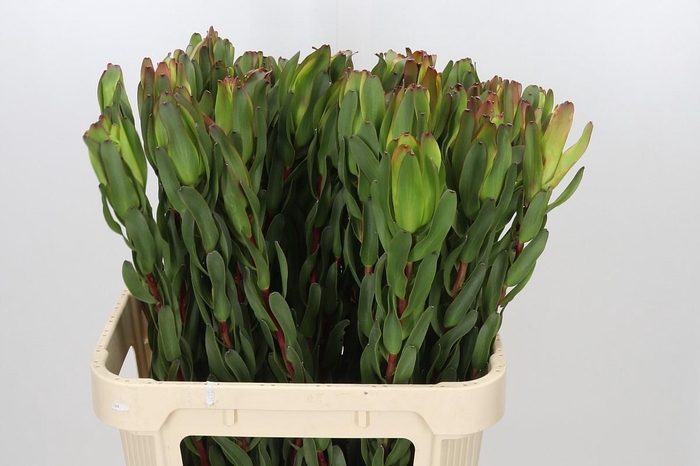 <h4>Leucadendron Laurel Yellow</h4>
