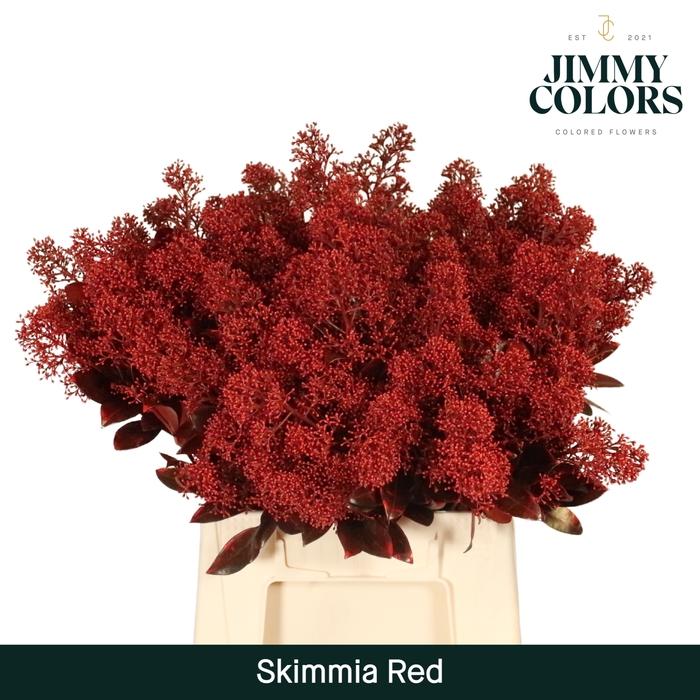 <h4>Skimmia Per Bos L45 Klbh. Rood</h4>