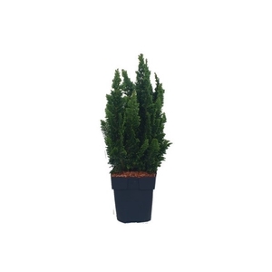 Chamaecyparis lawsoniana 'Little Spire' P17