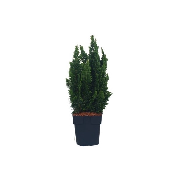 <h4>Chamaecyparis lawsoniana 'Little Spire' P17</h4>