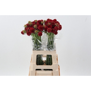 Scab At F Red Apple Scoop