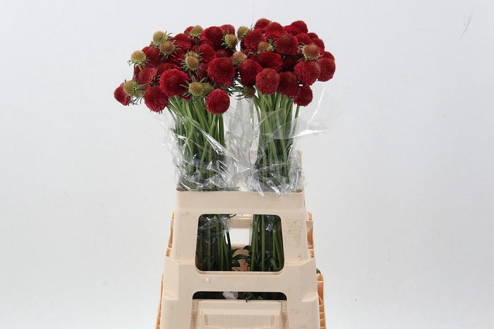 <h4>Scab At F Red Apple Scoop</h4>