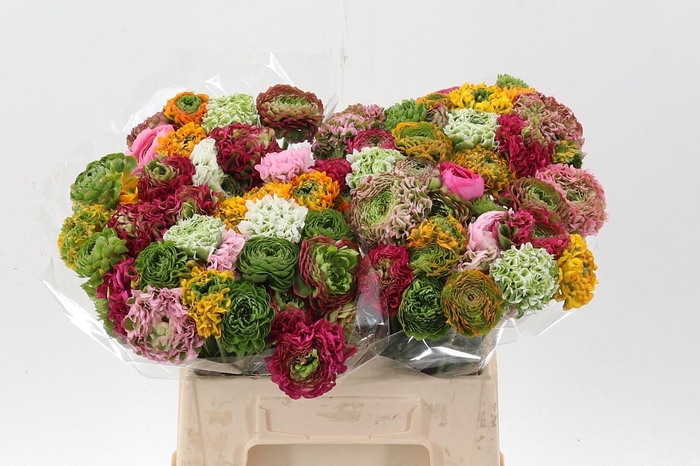 <h4>Ran Pon Pon Mix</h4>