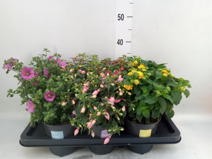 <h4>Kuipplanten   ...mix        [Patio]</h4>