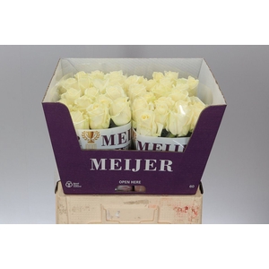 Rosa Gr Avalanche Meijer White