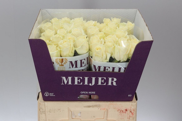 <h4>Rosa Gr Avalanche Meijer White</h4>