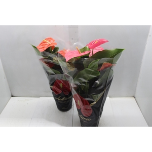 ANTHURIUM VARIADO P17 PREMIUM