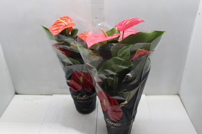 <h4>ANTHURIUM VARIADO P17 PREMIUM</h4>