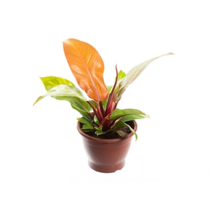 PHILODENDRON RED SUN P19