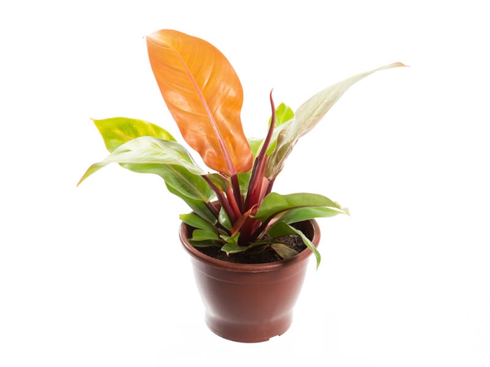 <h4>PHILODENDRON RED SUN P19</h4>