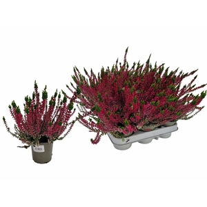 CALLU WIBOS ROT