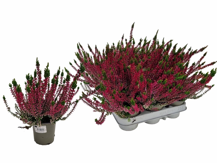 <h4>CALLU WIBOS ROT</h4>