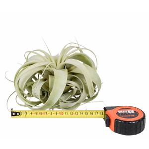 Tillandsia xerographica