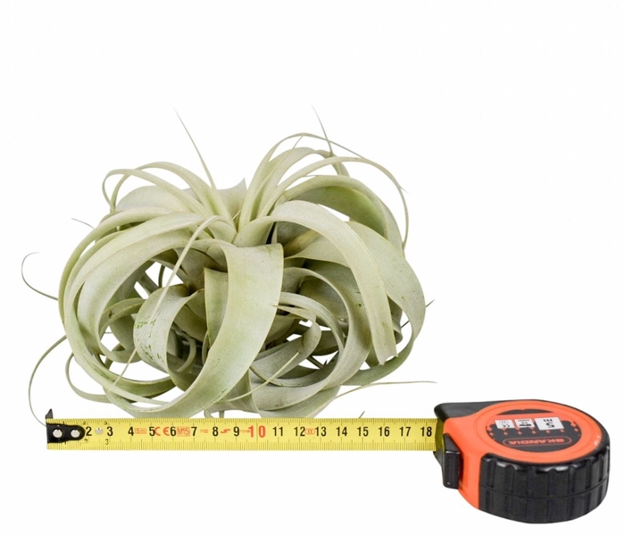<h4>Tillandsia xerographica</h4>