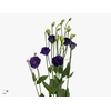 EUS G DOUBLINI BLUE