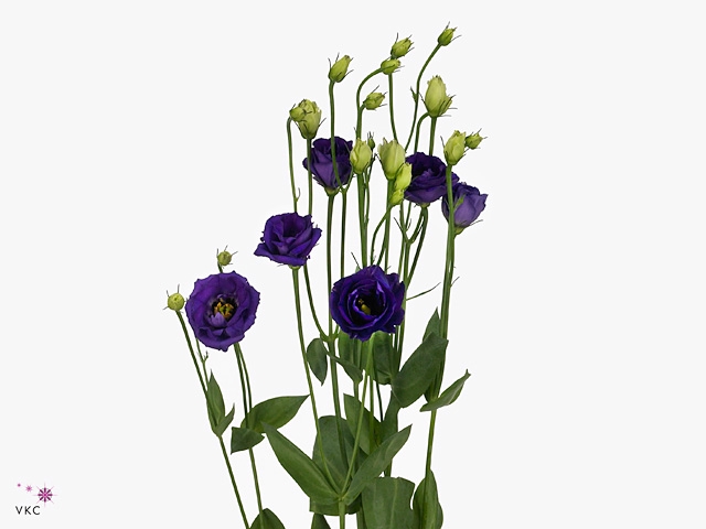 EUS G DOUBLINI BLUE