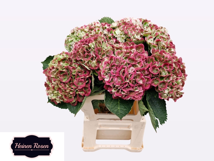 <h4>HYDR M MAG REV CL</h4>