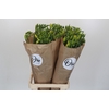 Freesia One XXL Yellow