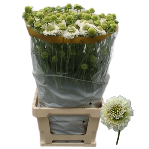 Scabiosa At F Scoop White Komt Goed