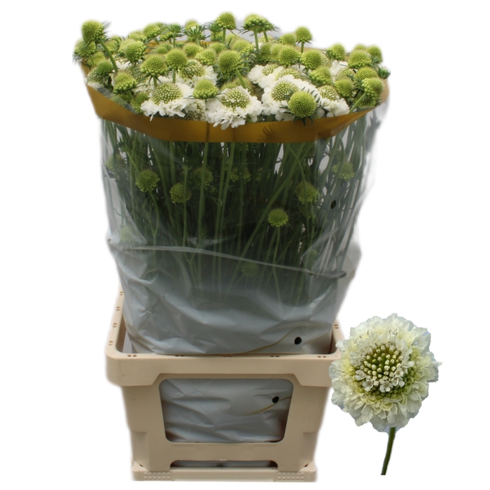 <h4>Scabiosa At F Scoop White Komt Goed</h4>