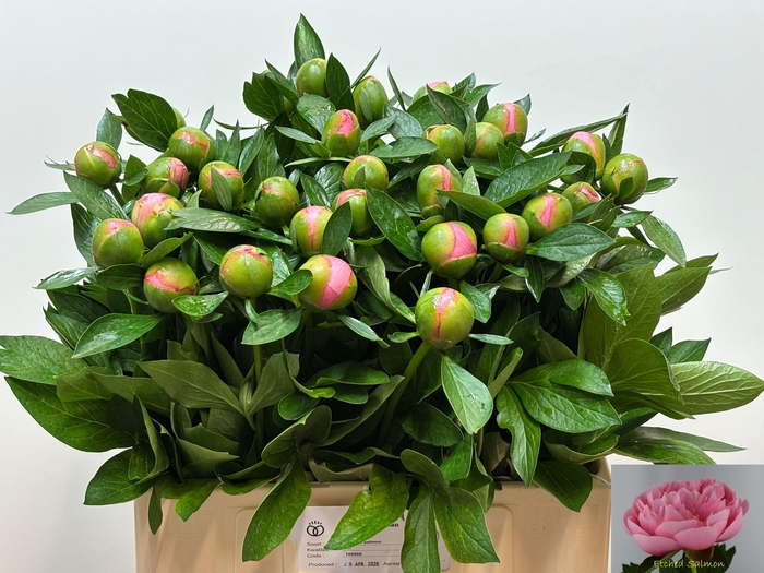 <h4>PAEO ETCHED SALMON</h4>