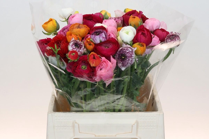 <h4>Ranunculus Elegance Rainbow</h4>
