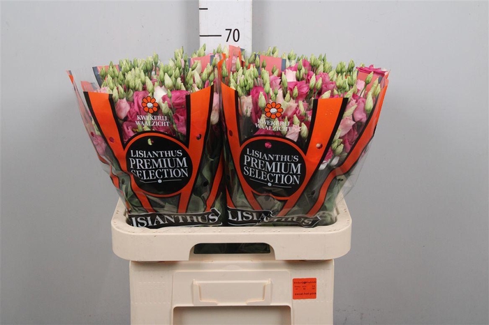 <h4>Eus G Excal Hot Pink</h4>