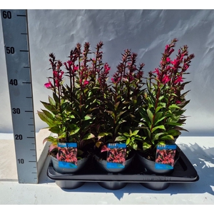 Lobelia speciosa 'Starship Dp Rose'