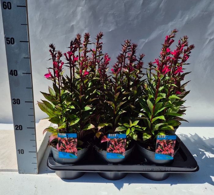 Lobelia speciosa 'Starship Dp Rose'