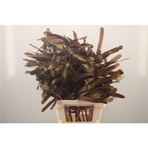 Dried Beans Brown Per Bunch