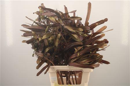 <h4>Dried Beans Brown Per Bunch</h4>